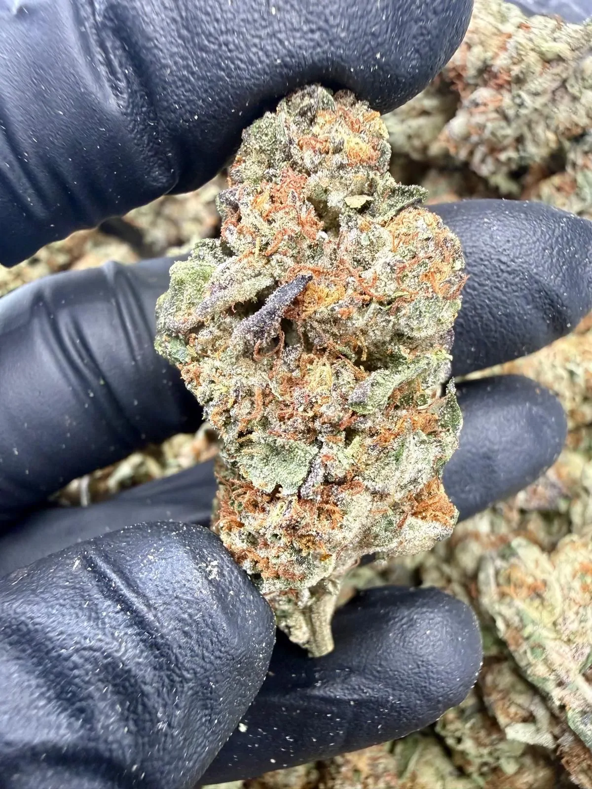 Garlic Breath Flower